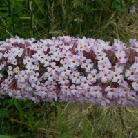 Butterfly Bush